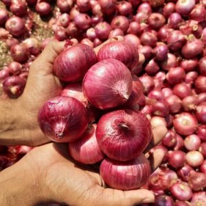Garlic | Maanav Exports